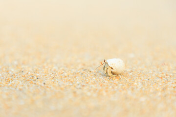 Close up of Hermit crab on sand beach 