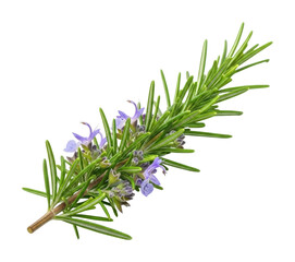Harvesting fresh rosemary sprigs garden planting organic isolated on transparent background