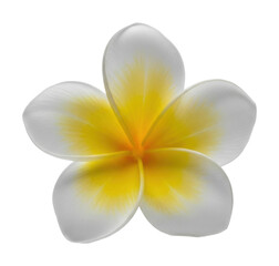 Vibrant flower bloom tropical garden nature isolated on transparent background