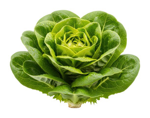 Healthy eating fresh romaine lettuce from organic farms outdoors isolated on transparent background