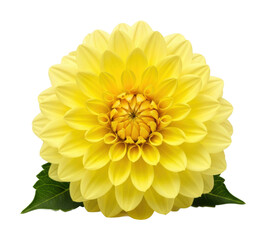 Vibrant yellow dahlia flower nature bright beauty isolated on transparent background