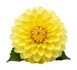 Vibrant yellow dahlia flower nature bright beauty isolated on transparent background
