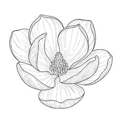 Detailed black and white line of a blooming flower with intricate petals and central stamen line black and white