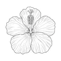 Detailed black and white line of a hibiscus flower with visible inner structure and petals line black and white