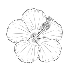 Detailed black and white line of a hibiscus flower with visible stamens and petals line black and white