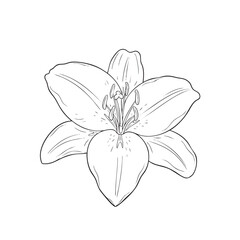 Detailed line of a blooming lily flower with visible inner structures and petals line botanical