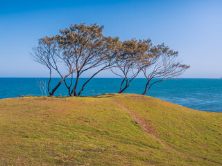 lonely trees on the coast