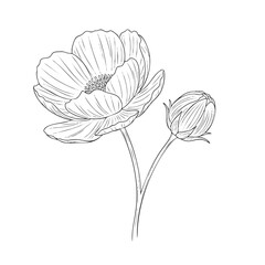 Detailed line of a poppy flower with an unopened bud on a stem line botanical unopened bud petals