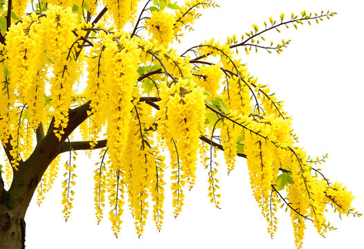  Laburnum tree isolated on white background, cascading yellow flowers.