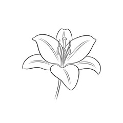 Simple line of a white lily flower with visible stamens and petals line white