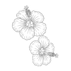 Two hibiscus flowers with detailed petals and stamens in a line style line botanical