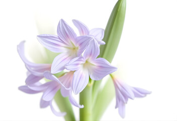 Obraz premium Water hyacinth flower isolated on white background, lavender petals, aquatic elegance.