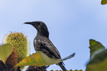 Close up of a Little Wattlebird feeding on a Banksia plant in Kariong, NSW,  Australia.