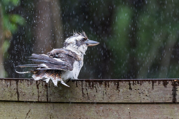 Close up of a bedraggled Kookaburra with ruffled feathers perched on fence in pouring rain in Narara, NSW, Australia