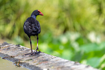 Close up of an Australian Swamphen against soft green diffused background  at Mount Penang, NSW, Australia