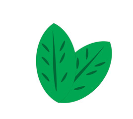 two green leaves on a white background,