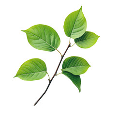 Naklejka premium A close-up view of a green branch with multiple leaves. their texture and shape against a clean white background. ideal for nature-themed projects and designs