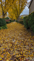 residential walking path is completely carpeted in vibrant yellow autumn leaves
