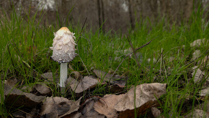 shaggy mane mushroom stands prominently amidst fallen leaves