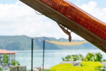Anolis sagrei, known as the Brown Anole or Cuban Brown Anole. In the blurred background, lake  Coatepeque,  El Salvador, Central America.