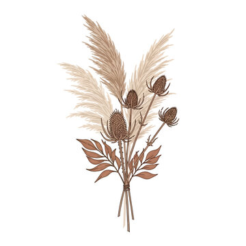 Boho dried floral bouquet illustration with pampas grass and wild teasel thistles isolated on white background.