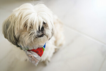 Shih Tzu dog with long fur looking down