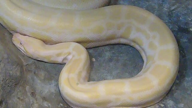 snake in front of white background studio shot