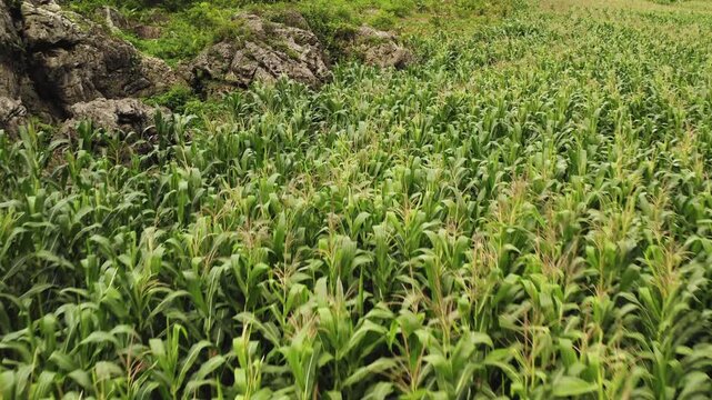 Zoom in aerial shot approaching dense rows of green corn plants growing in an agricultural field in rural Moc Chau Vietnam.