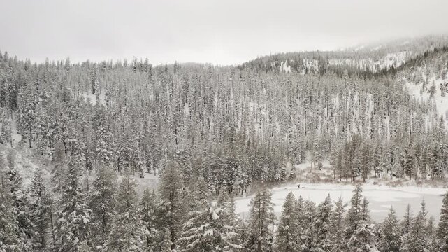 Sprawling winter panorama of the Mammoth Lakes Basin, Mono County, California, USA, capturing the endless, snow-covered conifer forests of the Sierra Nevada along Highway 395.