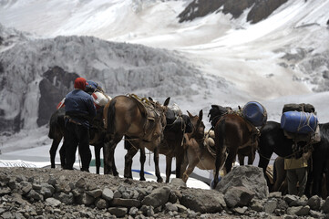 Loaded horses begin to move from the camp in the mountainous area. Horses are prepared to move from the camp in the mountains in the winter