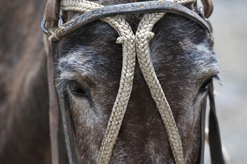 Horses kept in mountainous areas for the movement of climbers, mountaineers, and tourists. Blindfolded horses. Beautiful horses.