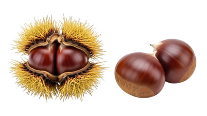 Chestnuts and one opened prickly chestnut shell isolated on a transparent background prickly shell opened shell