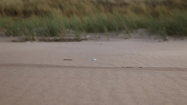 Epic low slomo view of paraglider coastal soaring dragging shoe over beach sand