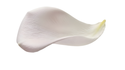 Pale white rose petal with delicate texture isolated on transparent background