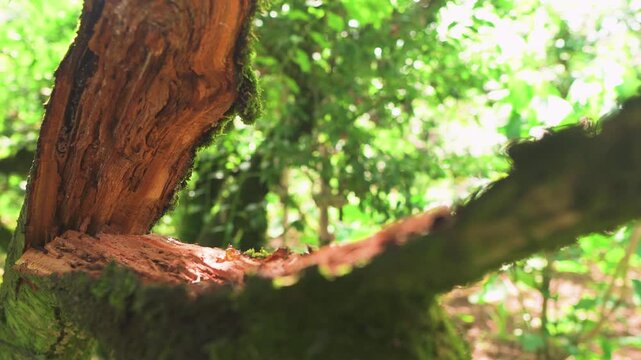 Close-up of a broken moss-covered branch in a Moc Chau plum orchard, showing raw bark textures in warm summer sunlight with soft green bokeh in the background.