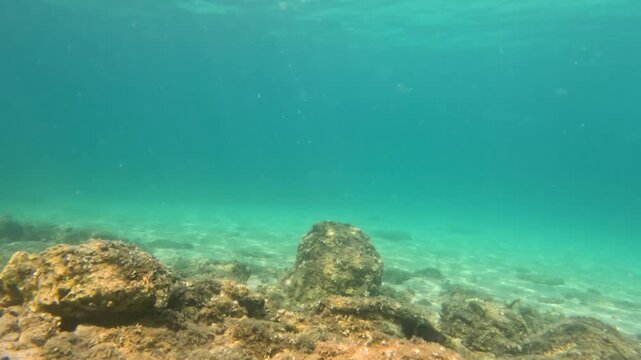 Close Up View of Saddled Seabream Fish Swimming Near Rocky Sea Floor in Clear Blue Mediterranean Water