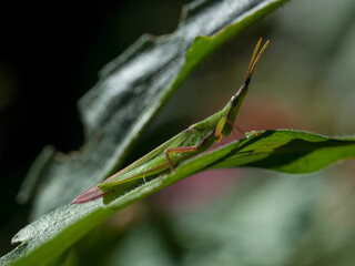 Naklejka premium A slender green bug rests on a leaf in a forest setting during daylight to display camouflage and insect behavior.