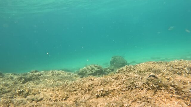 Underwater Rocky Seabed Landscape with Sparse Vegetation and Saddled Seabream Swimming in Clear Turquoise Water