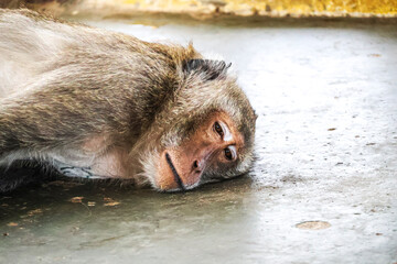 Close-up of a sad-looking monkey lying on pavement &mdash; expressive face of Macaca fascicularis conveys loneliness, exhaustion, and the hidden cost of human-wildlife coexistence.
