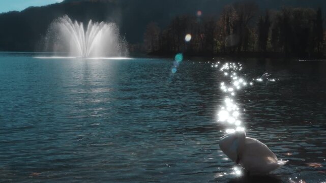 swan drifting on walensee as sunlight sparkles across calm mountain water