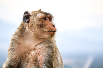 Regal adult macaque (Macaca fascicularis) in contemplative pose &mdash; clean background and generous copy space on right enhance its use for marketing, storytelling, or art.