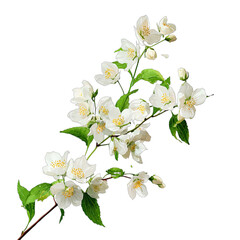 Delicate white blossoms cascade from a green leafy branch