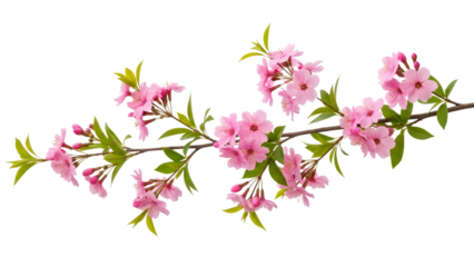 Pink flowers on a branch with green leaves isolated on a transparent background blossoms