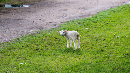 Fototapeta premium Young cute lamb looking at camera on grass