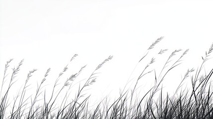 Obraz premium Minimalist monochrome image of tall grass blowing in the wind against white background