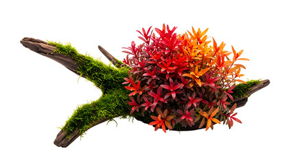 Vibrant bromeliad plant with mossy branch a beautiful natural arrangement on transparent background.