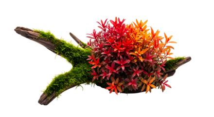 Vibrant bromeliad plant with mossy branch a beautiful natural arrangement on transparent background.