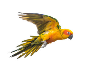 flying sun conure parrot isolated on background.