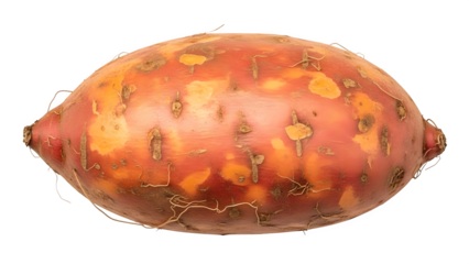 Close up of a vibrant orange sea urchin isolated on transparent background