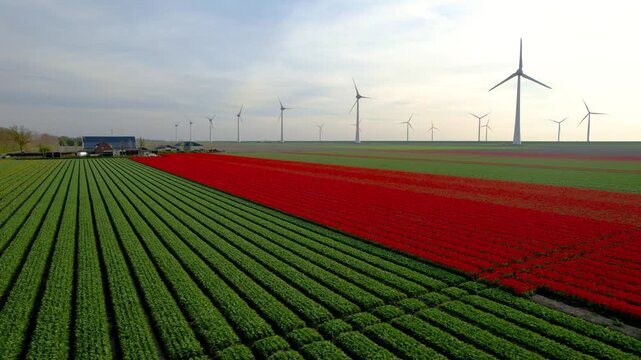 Aerial view of row of wind mills and colorful Tulip fields in the Netherlands.